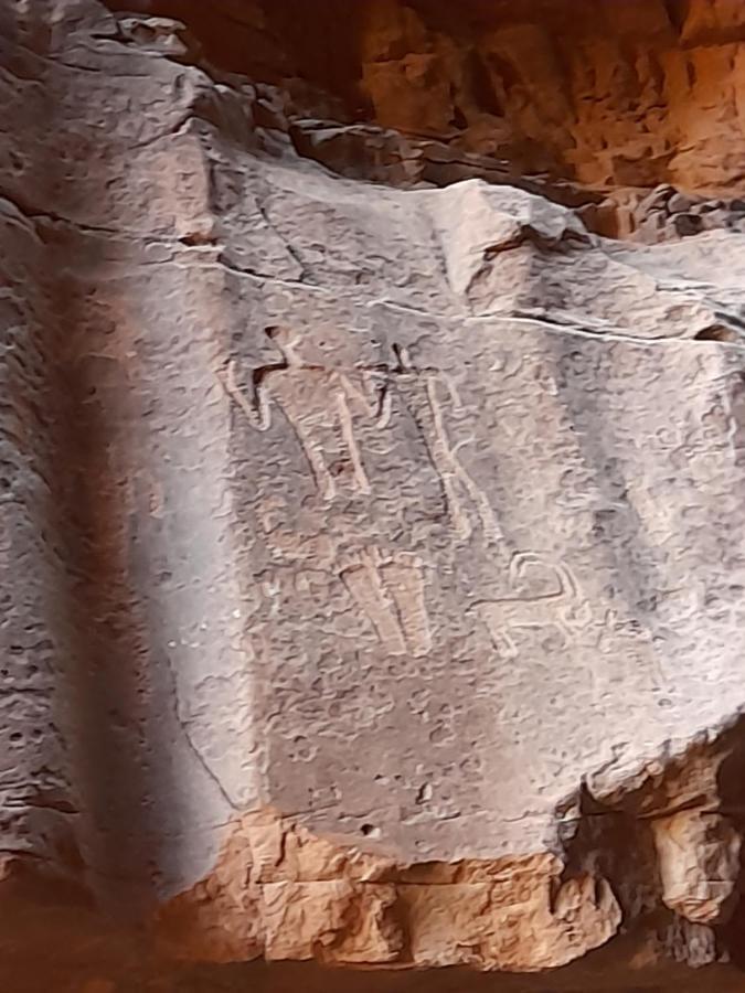 Wadi Rum Camels Camp エクステリア 写真