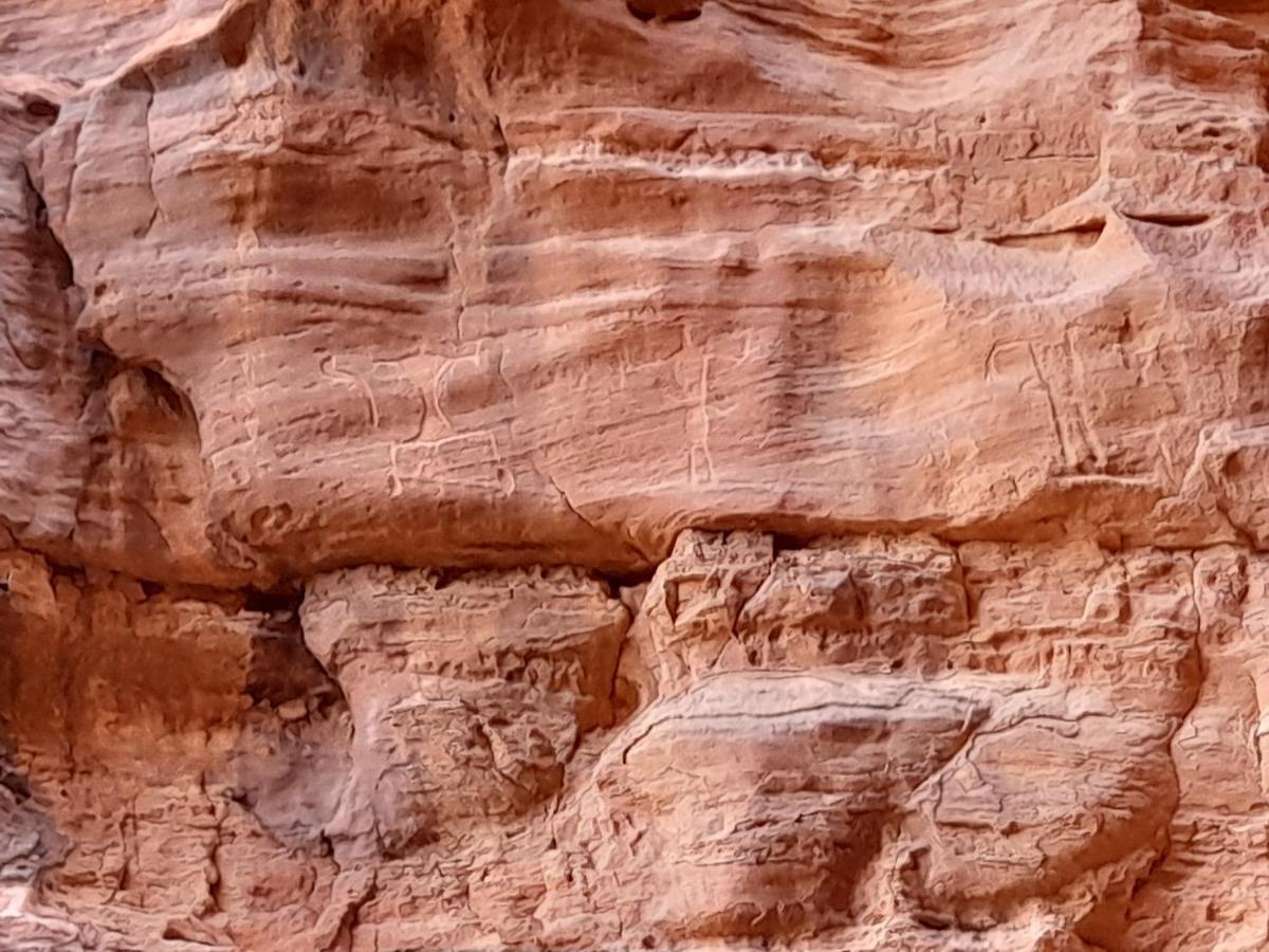 Wadi Rum Camels Camp エクステリア 写真